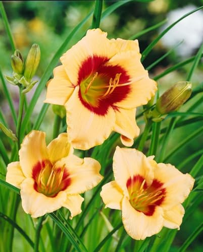 Hemerocallis x cult. 'Pandora's Box' 11x11 cm Topf – Winterhart, Mehrjährig, Pflegeleicht – Taglilie – Staude für Beet & Rabatte