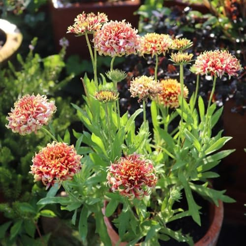 Semillas de Gaillardia pulchella, semillas de manta perenne resistente de jardín de rocas resistentes decoración 150pcs