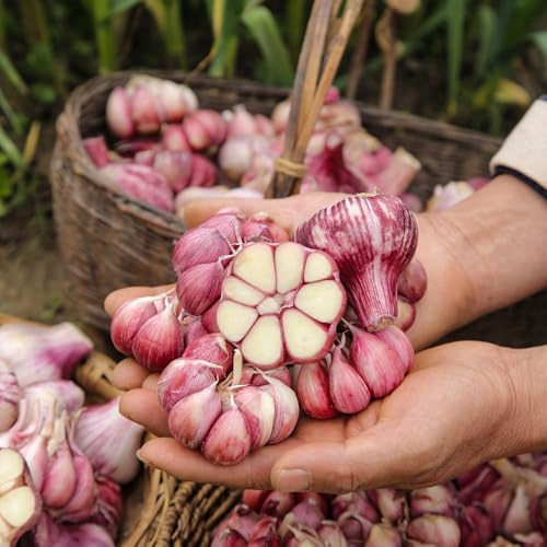 semillas de ajo para para camas elevadas, jardín de balcón ajo invierno raras, orgánicas, Balcón invernadero, medicinales 80pcs