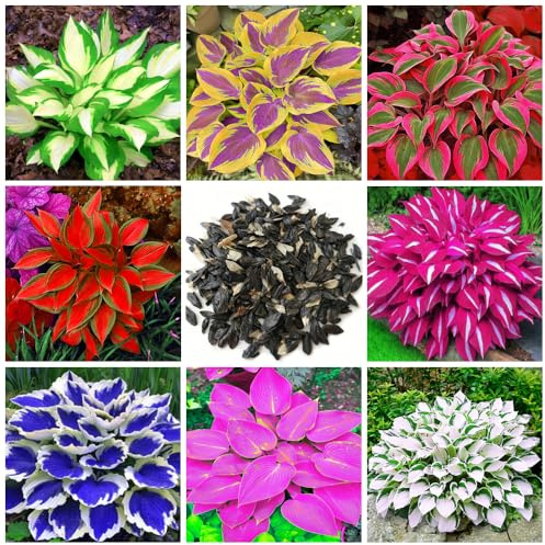 200+ Mixte Hosta - Faible entretien et grande valeur ornementale