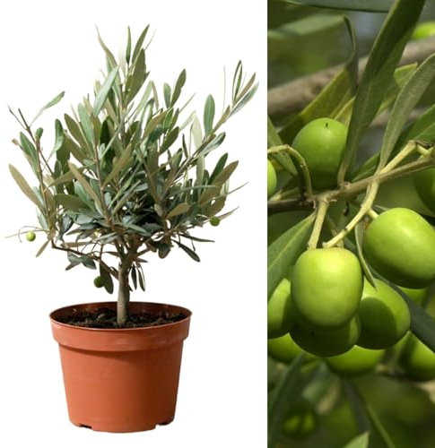 Carbeth Plants Real Olive Tree on Stem - Olive Trees in 14cm Pots Outdoor 'Olea Europa' - Indoor and Outdoors Fruit Tree - Ideal Olives Gift for Gardening in Patio