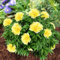 Pfingstrose Itoh Yellow Passion (1 Wurzel), große Päonien Hybride, Winterharte mehrjährige Staude, Pflanzen aus Holland für Garten und Topf (kein Samen, Zwiebeln und nicht künstlich) (Gelb)