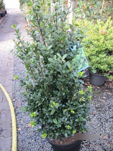 Japanische Stechpalme Caroline Upright - Ilex crenata Caroline Upright