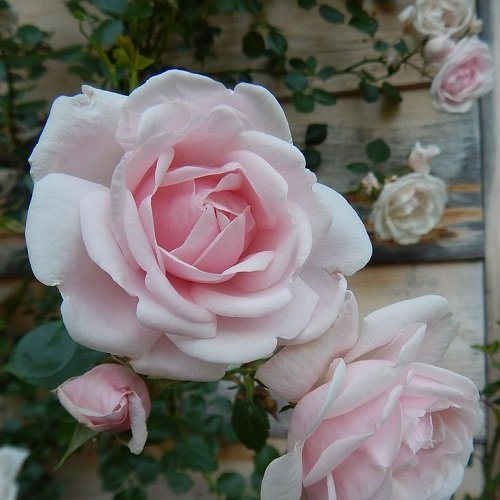 2 x Rosa rampicante New Dawn - Perenne, Rosa tenue e resistente - Profumata | Rifiorente