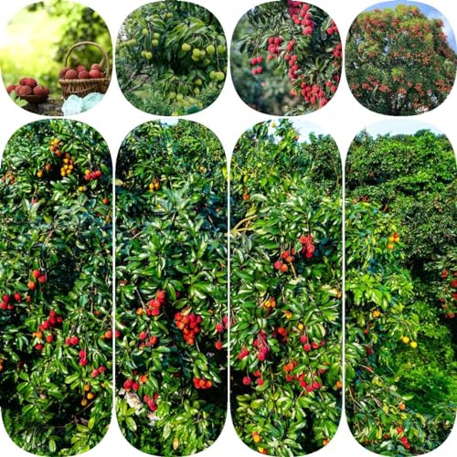 70 piezas semillas de plantas de lichi las plantas trepadoras son resistentes columna fruta balcón decoración plantas exóticas resistente de jardín de árboles frutales para