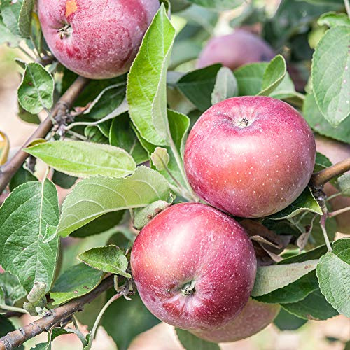 Thompson & Morgan Hardy Apple Fruit Tree ‘Spartan’ Bare Root Plant, Highly Attractive to Pollinators, High Yielding Ideal for Kitchen Gardens, Allotments, Patio and Containers