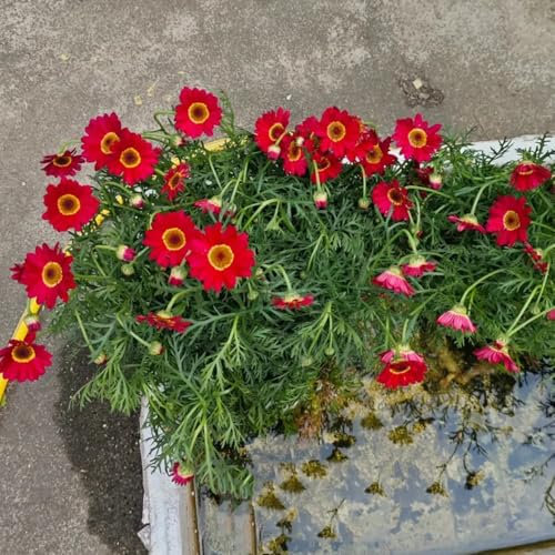 margeriten samen mehrjährig winterhart winterharte kübelpflanzen margeritensamen frühlingsblume, wildblumensamen pflanzen für sonnige plätze wildblumen balkonblumen winterharte 500pcs
