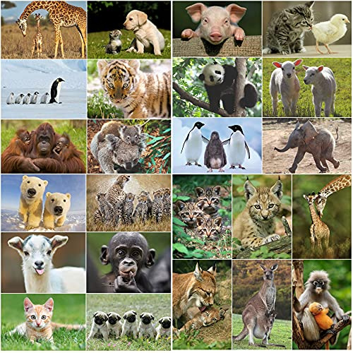 Edition Colibri Tierpostkarten-Set: Tierbabys mit Muttertier – 24 Postkarten A6 für Kinder, Postcrossing und Sammler