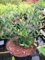 Ilex vomitoria Nana - Yaupon-Stechpalme - 20-25