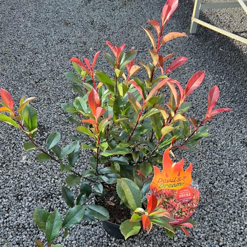 Glanzmispel Devils Dream® 40-60cm - Photinia fraseri