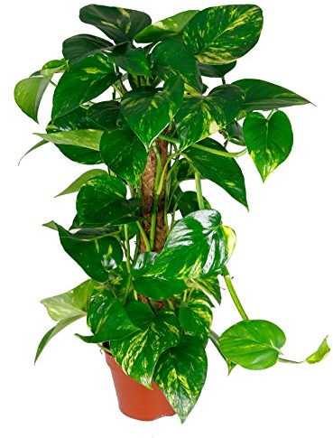 Scindapsus aureum, Efeutute, echte Zimmerpflanze im 15er Topf, ca. 50 cm hoch