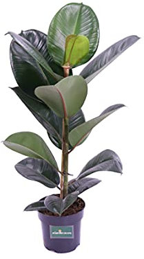 Pianta di Ficus Elastica Robusta varietà Elastica Robusta Pianta da interno di Ficus Pianta ornamentale di Ficus Pianta vera di Ficus Elastica Robusta venduta da eGarden.store