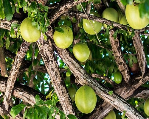 40pcs nouvelles graines de fruits frais crescentia