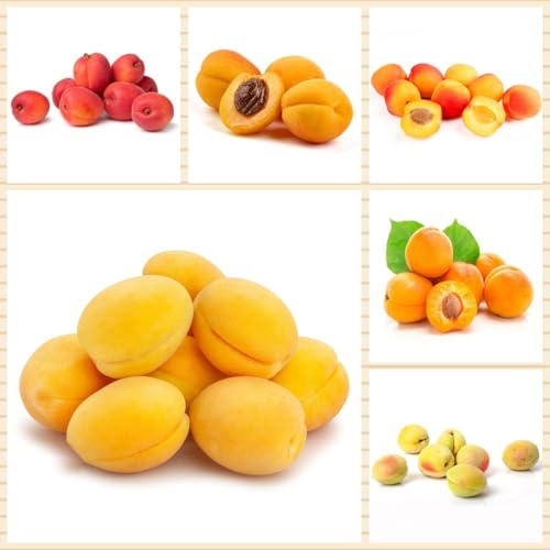 comprar semillas de albaricoquero - albaricoque, fresca, resistentes para balcón de albaricoquero, balcón columnares, arbustos 50pcs
