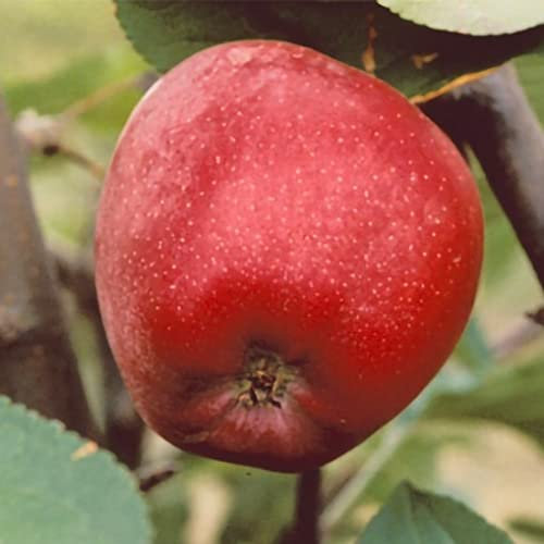 Pianta vera di Melo Red Chief - Diametro Vaso Ø 20 cm