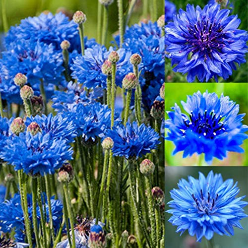 Qulista Samenhaus - 20/100pcs Kornblumen 'Blauer Junge' Blumensamen winterhart mehrjährig für Blumenwiesen/Blumenbeet/Bauern- und Naturgärten