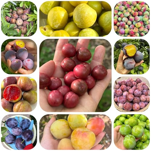 semillas de ciruelo - perennes resistentes balcones 80pcs