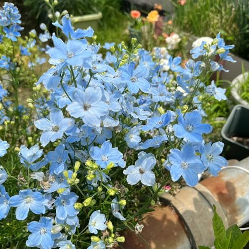semi di delphinium - delphinium Decorazioni autunnali per un giardino resistente delfinio di esotici selvatici fiorito decorativo semi tappezzanti, 300semi