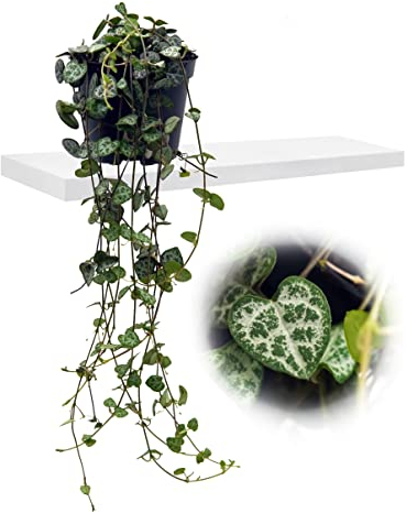 Chandelier ? suspendre fleuri (cer opegia woodii ssp. woodii), Tr?s facile d'entretien, plante suspendue - im 8cm Topf