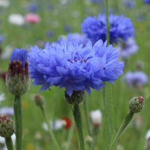 PREMIER SEEDS DIRECT - Cornflower Seeds - Centaurea CYANUS - Blue BOY - 3.8 Grams
