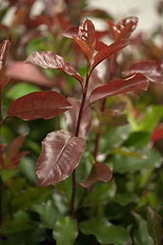Photinia fraseri 'Camilvy' 40–60 cm – Winterhart, Immergrün, Pflegeleicht – Glanzmispel – Heckenpflanze für Garten & Sichtschutz