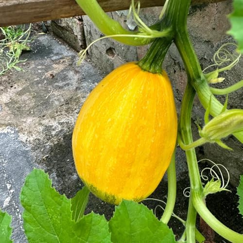 Semillas de calabacín, Cucurbita pepo, semillas de invierno de jardín 300pcs