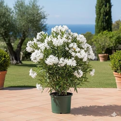 Weißen Oleander kaufen - Strahlende Blütenpracht (70-100 cm) | LK Gartenwelt