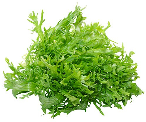 Endive Seeds - Salad King - 1 Oz ~25,500 Seeds - Cichorium endivia - Farm & Garden Vegetable Gardening & Microgreens Seed - Non-GMO, Heirloom, Open Pollinated, Annual