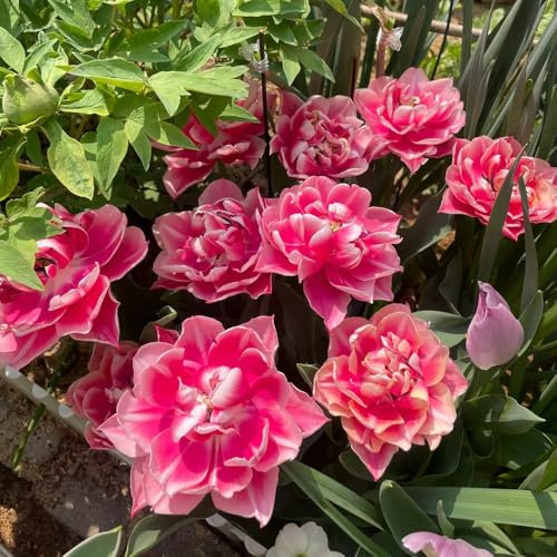 tulpenzwiebeln winterharte balkonpflanzen frühblüher zwiebeln tulpenzwiebel gartendeko für draußen seltene pflanzen garten steingartenpflanzen winterhart gartenblumen bonsai blumen 2pcs