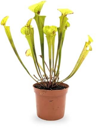 Sarracenia | North American Pitcher Plant Sarracenia leucophylla Hybrid | 8.5cm