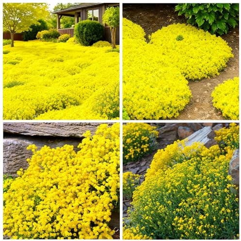 19000+semi di timo striscianti misti per piantare all'aperto - Thymus Serpyllum Magic Carpet copertura del terreno pianta di erbe nel tuo giardino di casa