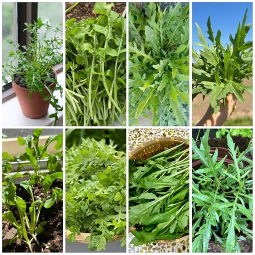 semi di rucola resistenti - rucola, Aiuole rialzate per il giardino, orto invernale di rucola perenni biologici, 100pcs