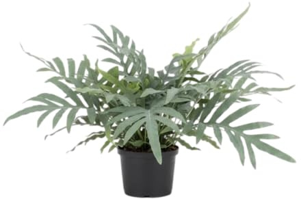 Estilo Moderno con Helecho Azul Natural DECOALIVE Phlebodium Blue Star Planta Verde Elegante para Oficina