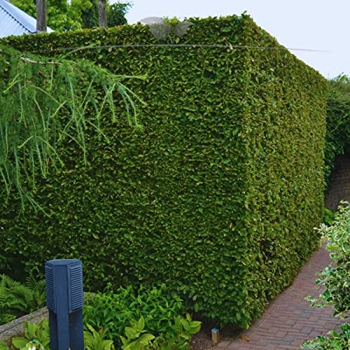 Gardline - Hainbuche Carpinus betulus 150-175 cm IM TOPF. 3-200 St. Hecke der Hainbuchen - 46 St. (ca. 11,5 Meter)