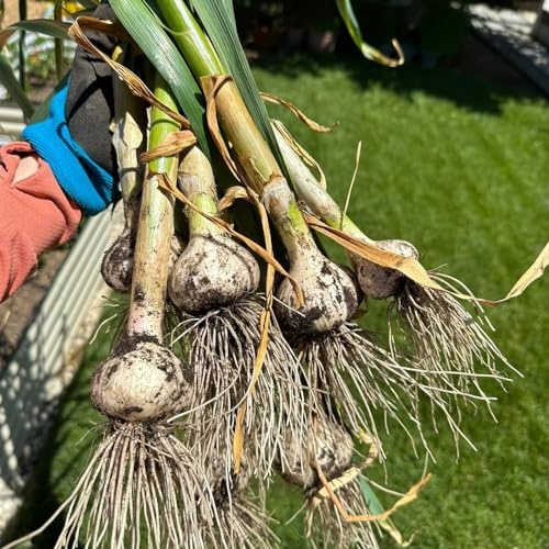 200 pcs knoblauch samen kaufen, pflanzknoblauch, samen geschenk bodendecker knoblauch saatgut, Allium sativum, kräuterbeet balkon gemüsesamen bio balkon beet pflanzen garten kräutergarten