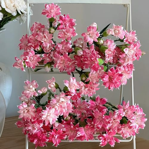 semi di garofano perenni resistenti - giardino biologici balcone 750pcs
