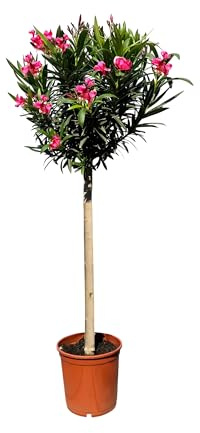 Sunny Tree - Pflanze - Oleander auf Stamm - Nerium Oleander - Höhe 150-170 cm - Farbe Rot - Immergrün im Winter - Mediterrane Pflanze