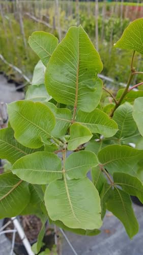 Pistacia vera (De semis) / Pistachier vrai/Godet Anti-Chignon/Fruitier