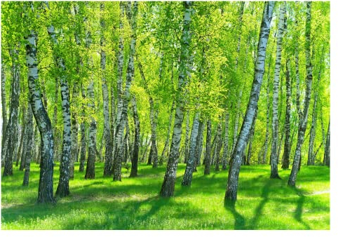 Fototapete Wald Birkenwald Birke Bäume Grün Gras - inkl. Kleister - für Wohnzimmer Schlafzimmer Flur Vlies Tapete Vliestapete Wandtapete Motivtapeten Montagefertig (368x254 cm)