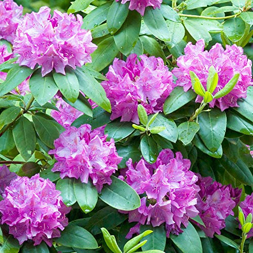 Rhododendron Roseum Elegans Evergreen Bushy Pink Flowering Garden Shrub in Pot (9cm Pot, 20-30cm)