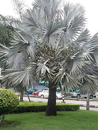 Aamish 20pcs argent graines de palmier Bismark