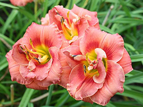 Portal Cool Hemerocallis - Ramillete de rosas - Daylily - Cottage Giardino perenne
