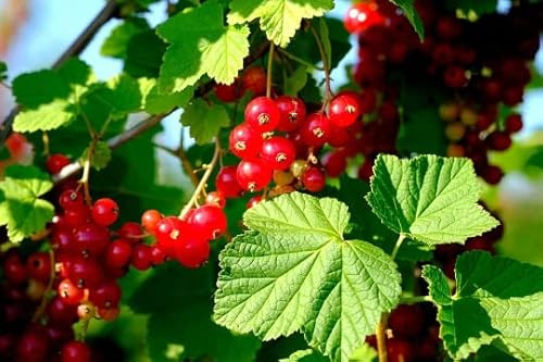 2 Red Currant 'Red Lake' Plants in 3.5 inch pots. Nicely Rooted Plants