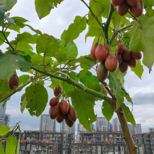 semi di pomodoro di tamarillo premium serie rare serratura Cyphomandra betacea giardino esotica prova inverno 150pcs
