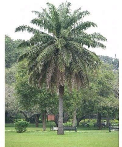 50 African Oil Palm Tree Seeds, Elaeis Guineensis