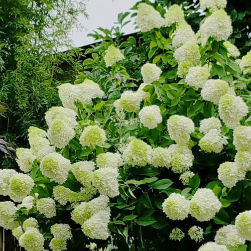 ortensia a pannocchia - semi di ortensia semi di tappezzanti, resistenti all'inverno ortensie a pannocchia da giardino da balcone rampicanti, 130semi