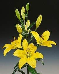 Ramo Flores Frescas de Lilium Amarillo 10 Tallos PORTES GRATIS