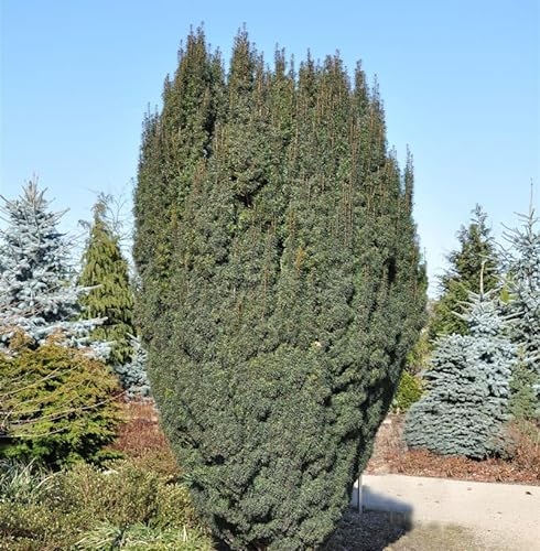 Schlanke Säulen Eibe Litfaß 40-50cm - Taxus baccata