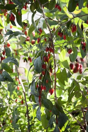 Lycium barbarum 'Big Lifeberry' 40-60 cm - Goji-Beere, rote Früchte, Erntezeit August-Oktober, ideal für Hecken, vitaminreich, pflegeleicht