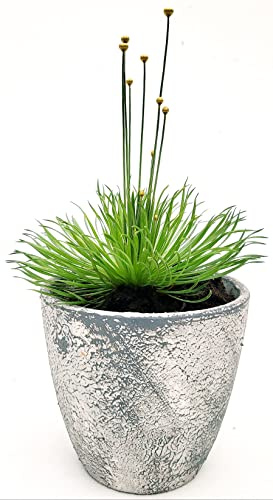 POWERS TO FLOWERS - MIKADO, SYNGONANTHUS, PIANTA DELLE MONETE, IN VASO CERAMICA RUSTICO, pianta vera
